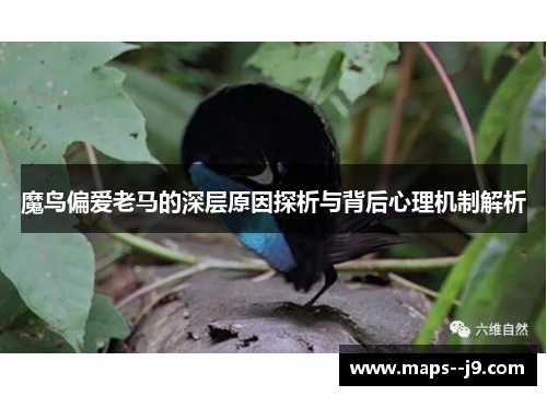 魔鸟偏爱老马的深层原因探析与背后心理机制解析